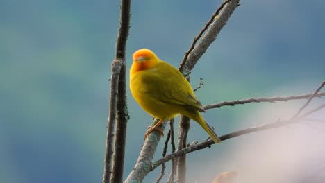 Pinzón-Azafrán-Macho-De-La-Especie-Sicalis-Flaveola