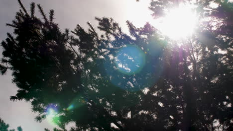 Sun-flare-beaming-through-the-leaves-of-a-pine-tree-in-slow-motion