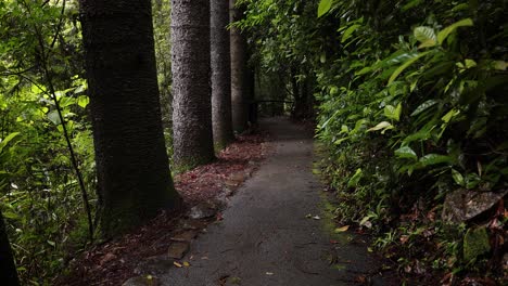 Vista-Creciente-Del-Sendero-Para-Caminar-Y-El-Bosque,-Puente-Natural,-Parque-Nacional-Springbrook-Gold-Coast,-Australia