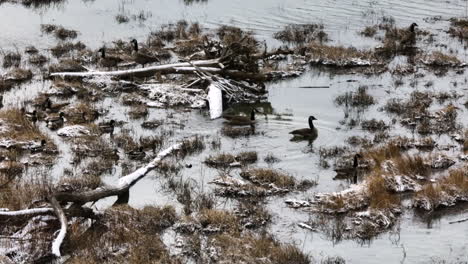 Waterfowl-Ducks-Over-Swampy-Lakes-In-Lake-Sequoyah,-Washington-County,-Arkansas