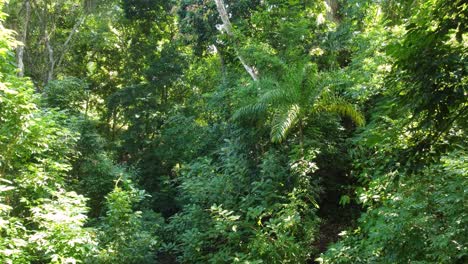 Durch-Einen-Dichten-Grünen-Dschungel,-Natürliche-Schönheit-Minca-In-Kolumbien,-Luft