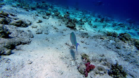 Pez-Loro-Oxidado-Nadando-Bajo-El-Mar-Rojo-En-Sharm-El-Sheikh,-Egipto