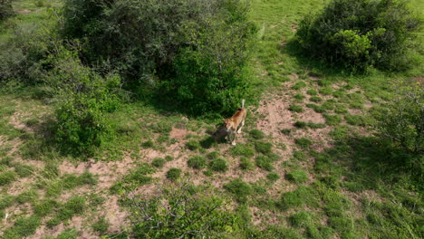 Eine-Einsame-Löwin-Geht-Im-Schatten-Ohne-Sonne-Durch-Die-Graslandschaften-Ugandas,-Afrika