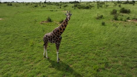 Aerial-view-of-giraffe-walking-calmly-across-grassland-in-Uganda