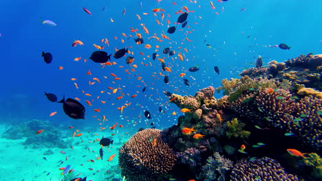 Shoal-of-Tropical-Fish-Swimming-In-The-Red-Sea-In-Sharm-El-Sheikh,-Egypt