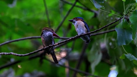 Mother-on-the-left-then-the-male-fledgling-on-the-right-facing-each-other-while-they-wait-for-the-male-parent-to-bring-food,-Banded-Kingfisher-Lacedo-pulchella,-Thailand