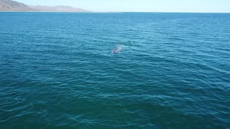Grauwale-Blasen-Wasser-Im-Offenen-Ozean-Nahe-Der-Mexikanischen-Küste