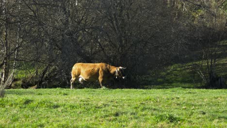 Solitary-cow-grazing-in-lush-Galician-pasture