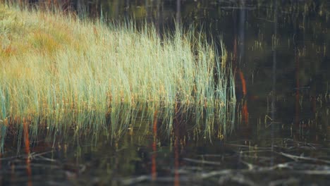 Withered-grass-in-the-dark-murky-waters-of-the-swampy-lake-in-the-autumn-tundra