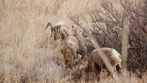 Bighorn-sheep-grazing-in-the-dry-grass-at-Garden-of-the-Gods,-Colorado-Springs,-sunny-day