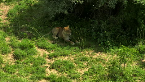 Eine-Einsame-Löwin-Versteckt-Sich-Unter-Bäumen-Zum-Schatten-In-Uganda,-Afrika