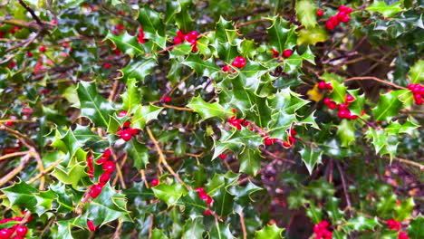 Holly-Alex-nature-Christmas-Berry-xmas-plant-inconspicuous-flower-thistle-green-white-dioecious-aquifoliacea-garden-shrub-European-Foliage-decoration-hallmark-cinematic-slide-slowly-to-the-left-motion