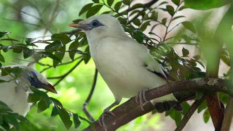 Primer-Plano-De-Un-Myna-Bali,-Leucopsar-Rothschildi-Posado-En-La-Rama-De-Un-árbol-Bajo-Un-Dosel-Frondoso-Con-El-Pico-Abierto-Mientras-Mira-A-Su-Pareja,-Especie-De-Ave-En-Peligro-Crítico