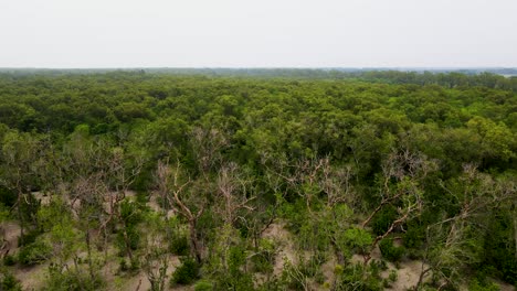 Establishing-aerial-view-over-Bangladesh-Sundarbans-reserve-lush-dense-forest-trees