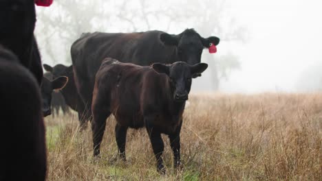 Joven-Ternero-Angus-Negro-Con-Vacas-Novillas-En-Campo-Abierto