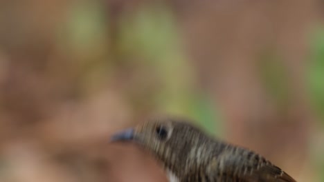 Porträt-Dieses-Vogels,-Der-Sich-Umschaut-Und-Dann-Nach-Unten-Geht,-Um-Zu-Verschwinden,-Weißkehl-Steinrötel-Monticola-Gularis,-Weiblich,-Thailand