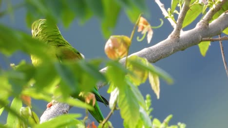 Orange--Chinned-Parakeet-Perched-On-Branch-Behind-Green-Leaves