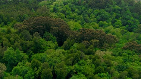 Drohnenaufnahme-Eines-Grünen-Baumwipfelswaldes