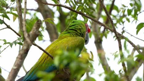 Great-green-macaw-perched-on-tree-branch-amidst-the-forest-habitat,-looking-afar,-close-up-shot-of-a-critically-endangered-bird-species