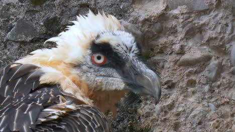 Macro-shot-showing-Head-of-Bearded-Vulture-in-front-of-rocky-hill