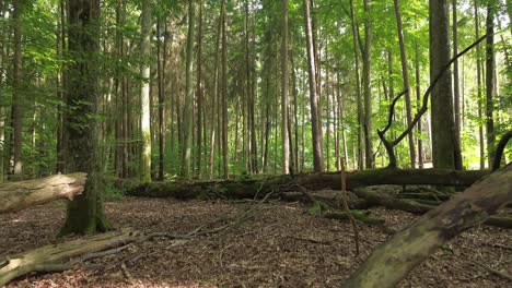 Majestuoso-árbol-Caído-En-Un-Bosque-Europeo-Mixto-Muñeca-Aérea-Drone-Volar