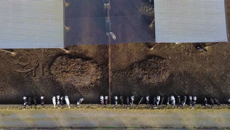 Vista-Aérea-De-Drones-De-Producción-De-Fábrica-De-Granja-De-Animales-De-Vaca-En-Medio-Del-Campo-Agrícola