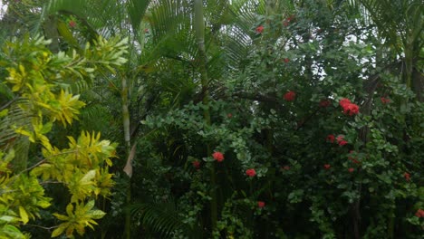 Jardín-Botánico-Tropical-Con-Gotas-De-Lluvia-Cayendo,-Cámara-Lenta