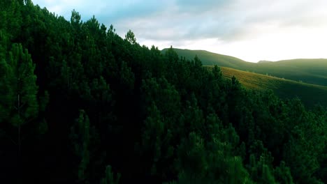 Green-Tree-Tops-Forest-Drone-Shot