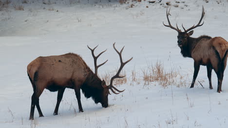 Bull-Elk-buck-winter-Colorado-Yellowstone-National-Park-Montana-Wyoming-Idaho-wildlife-animals-sunset-winter-eating-grass-open-snowy-meadow-herd-of-males-deer-Denver-frontrange-backcountry-buck-hunter