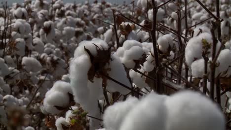 Cotton-for-exportation-in-Brazil,-significant-agricultural-commodity