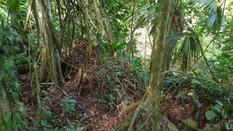 Drohne-Bewegt-Sich-Vorsichtig-Durch-Die-Bäume-Und-Verschlungenen-Reben-Im-Unterholz-Eines-Regenwalds-Im-Dorf-Minca,-Kolumbien