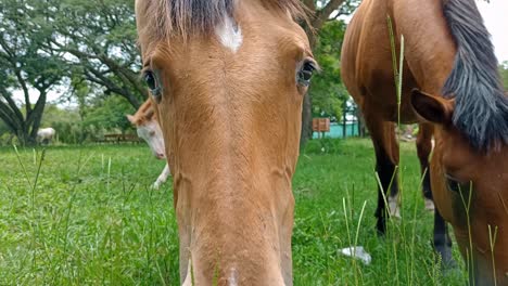 Family-of-horses-grazing-on-green-meadow-with-their-foal-in-early-morning,-close-up