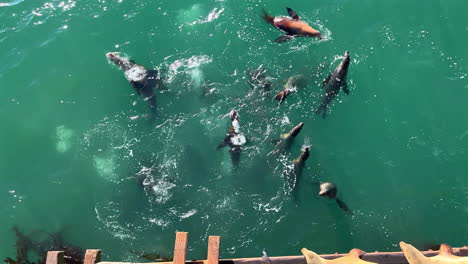 Sea-Lions-Swimming-Near-Wharf-in-Turquoise-Waters