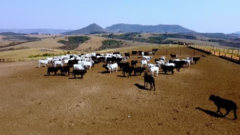 Aufsteigende,-Offenbarende-Drohnenansicht-Von-Rindern-Im-Kraal,-Kein-Gras,-Schmutz