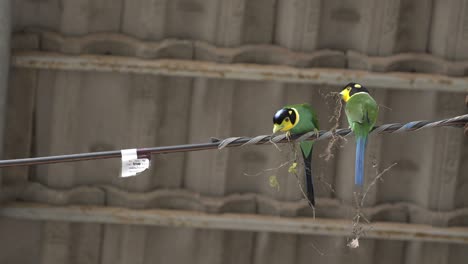 Long-tailed-Broadbill-Couple-Bringing-Twigs-to-Build-Nest-on-Electrical-Line