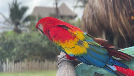 Loro-Colorido-Encaramado-En-Medio-De-Vegetación-Tropical