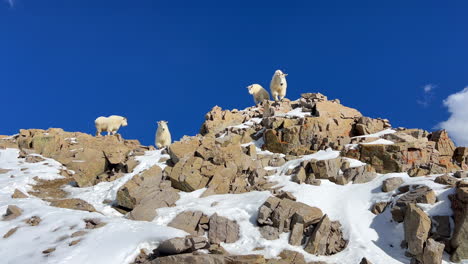Mountain-goat-sheep-herd-family-top-of-Rocky-Mountain-National-Park-Colorado-king-of-the-peak-stunning-vibrant-blue-sky-fresh-snow-14er-Mount-Lincoln-Bross-Evans-Grays-Torreys-wildlife-animals-pan