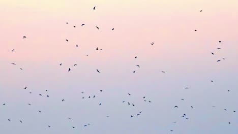 Bandada-De-Pájaros,-Golondrinas-Y-Estorninos,-Volando-En-Un-Cielo-Azul-Claro