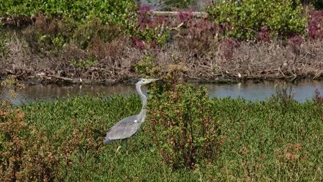 Walking-through-the-grass-to-the-right-during-a-windy-day,-Grey-Heron-Ardea-cinerea,-Thailand