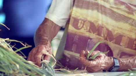 Farmhand-selects-Scallion-plants-checking-for-signs-of-wilting-or-decay