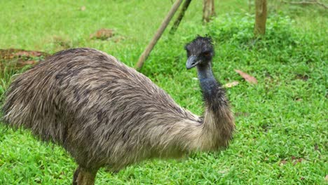 Emu,-Dromaius-Novaehollandiae-Mit-Verdrehtem-Langen-Hals,-Auf-Grasland-Gesichtet,-Dreht-Den-Kopf,-Streift-Die-Umgebung,-Starrt-Tödlich-In-Die-Kamera,-Nahaufnahme-Eines-Australischen-Flugunfähigen-Vogels