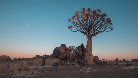 Köcherbaumwald-Bei-Einbruch-Der-Dunkelheit-In-Namibia,-Südafrika
