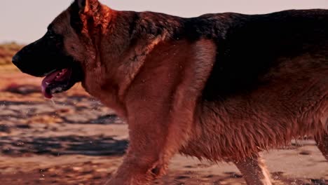 Male-German-Shepherd-dog-trotting-out-of-a-lagoon-in-soft-evening-light