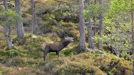 Massive-Red-Deer-buck-in-rut-calls-and-grunts-loudly-for-females