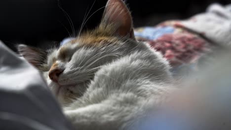 Calico-Cat-named-ginger-sleeping-on-a-couch-with-the-sun-shining-in-her-face