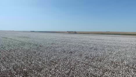 Vast-cotton-field,-Cotton-agribusiness-scene,-Aerial-Pullback