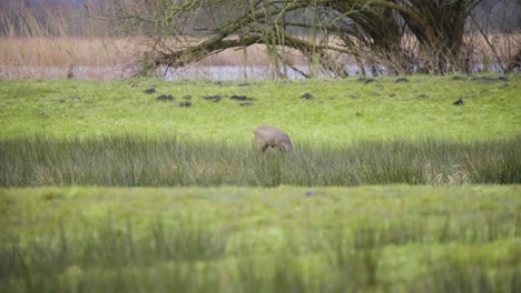 Solitary-roe-deer-grazing-in-long-wetland-grass-on-green-river-shore