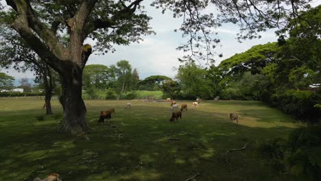 Aerial-Cows-Grazing-on-Pasture-Under-Shadow-Tree