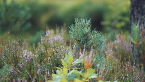 Eine-Kleine-Junge-Kiefer,-Umgeben-Von-Heidekraut-Im-Farbenfrohen-Unterholz-Des-Waldes