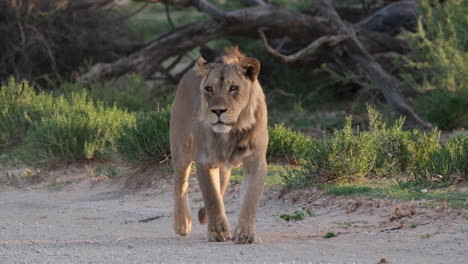 Young-Lion-Walking-In-African-Savanna---Close-Up